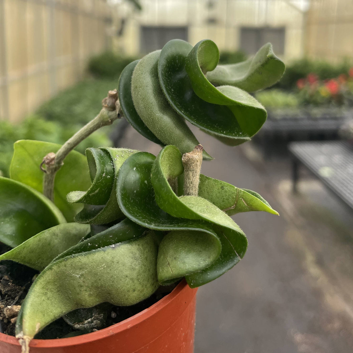 Hoya Compacta - Live Plant