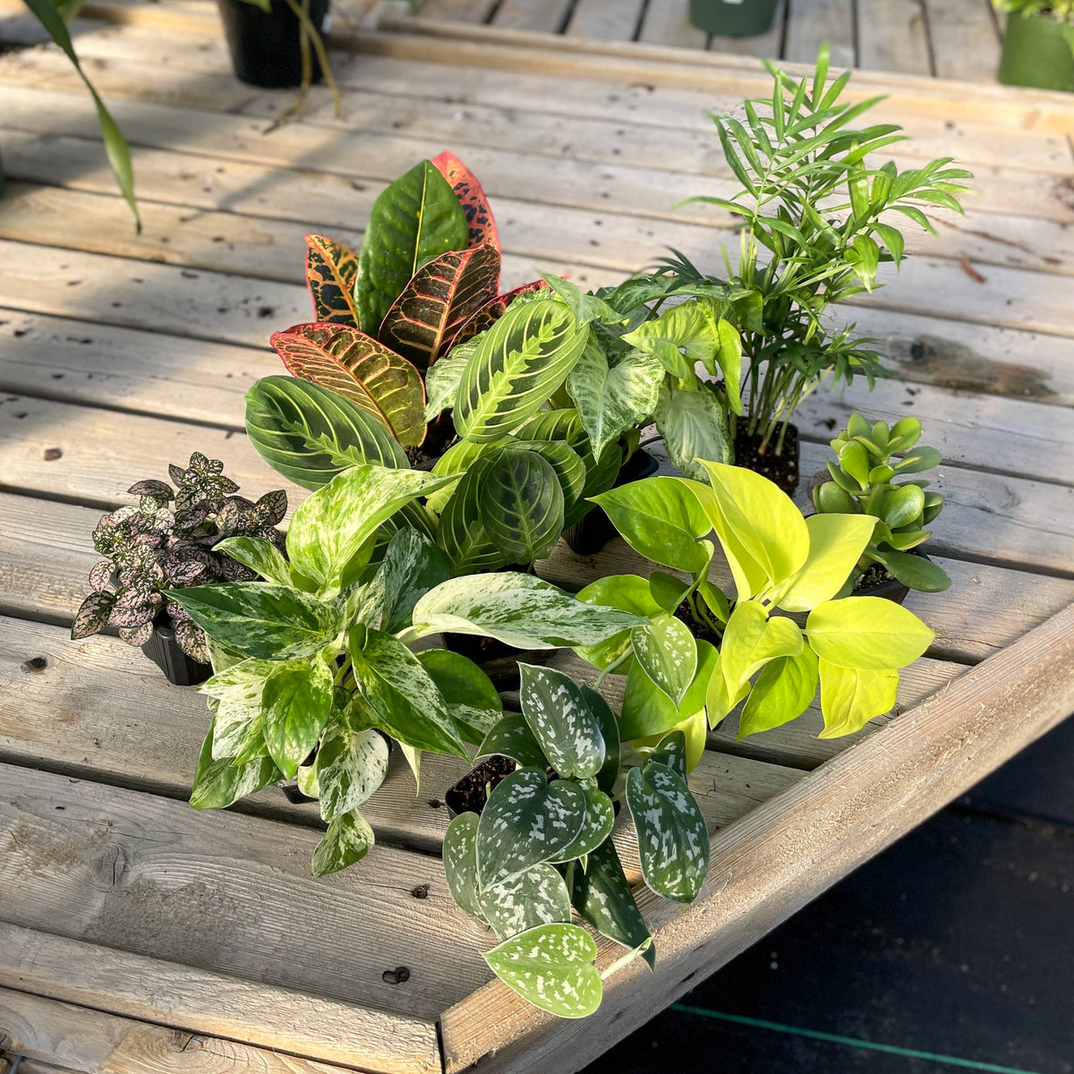 Premium 3" Live Plants - Grower's Choice Assortment