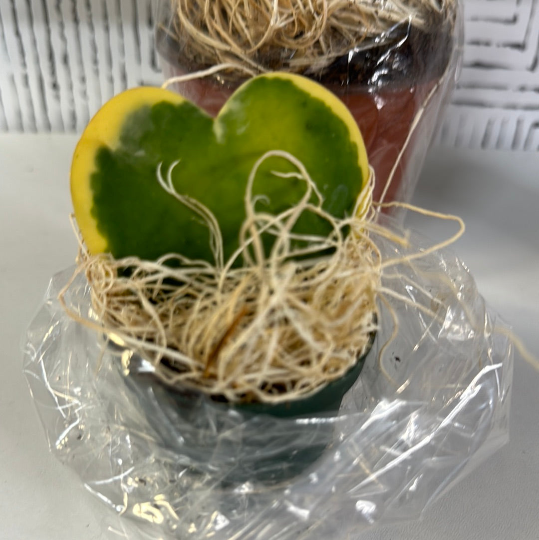 Hoya sweetheart plant