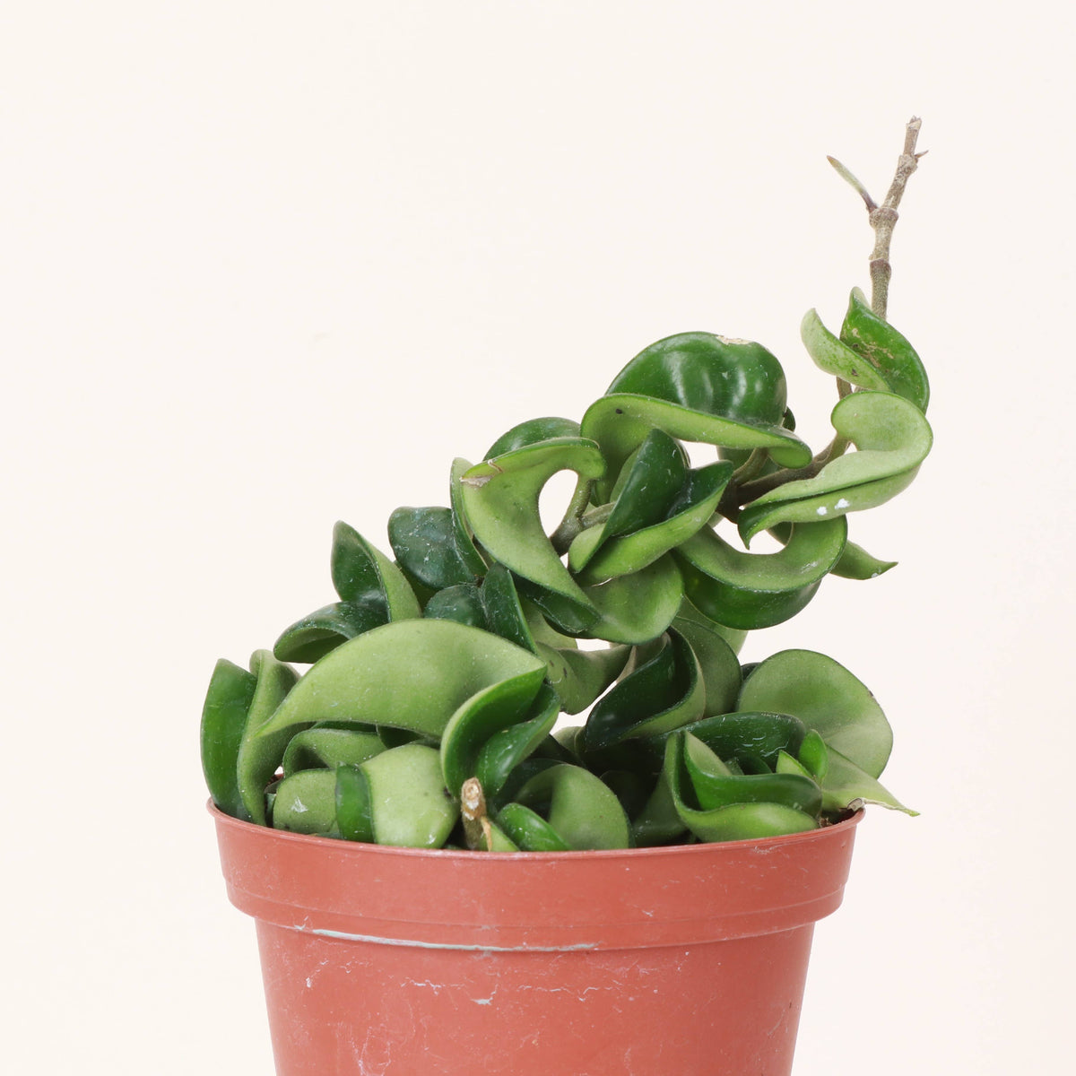 Hoya Compacta - Live Plant