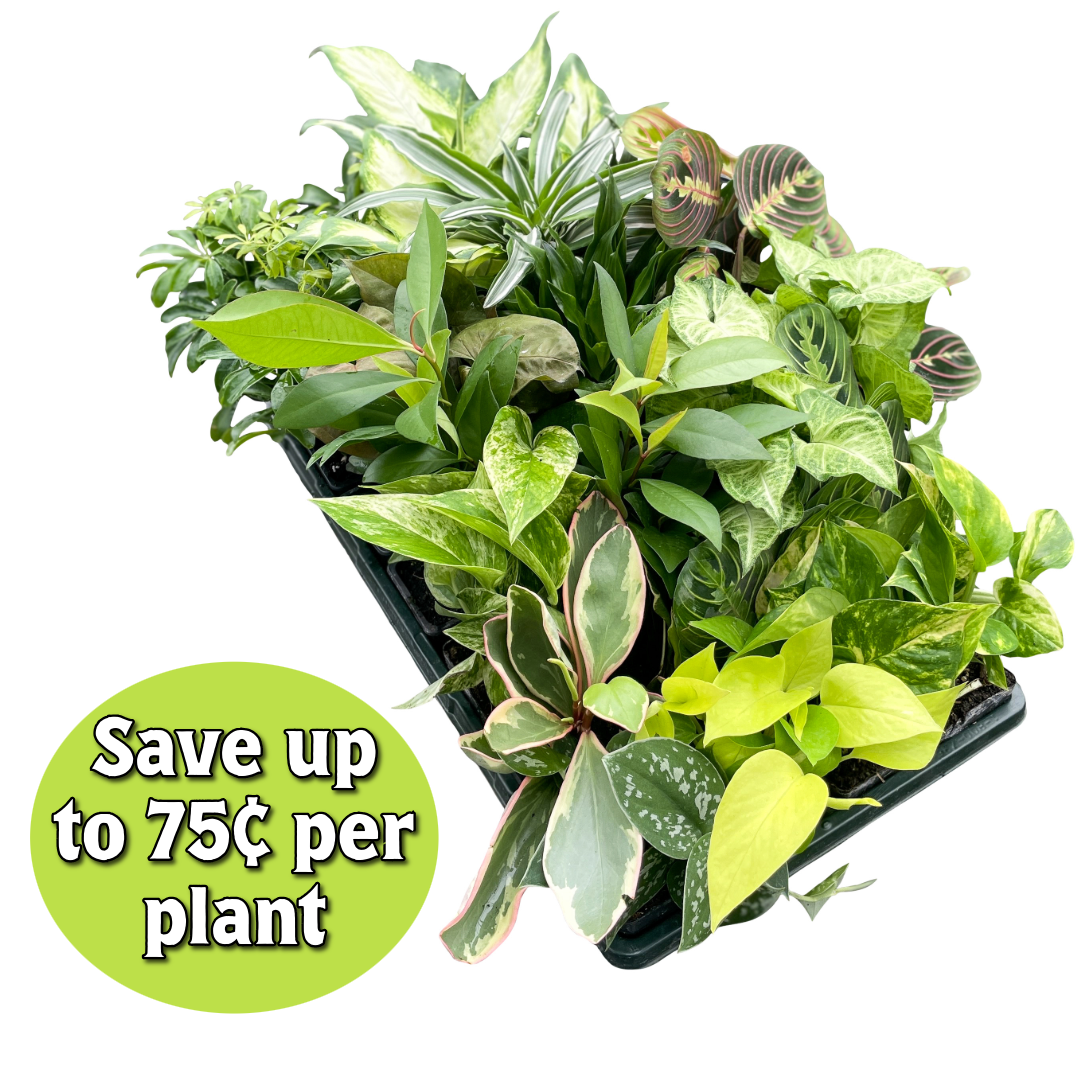 Premium 3" Live Plants - Grower's Choice Assortment