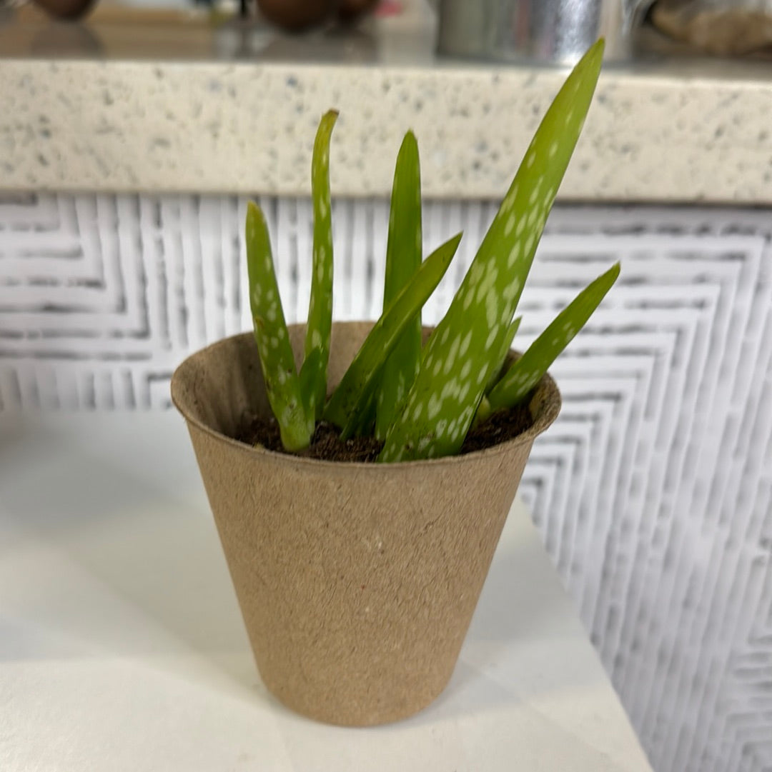 3inch aloe