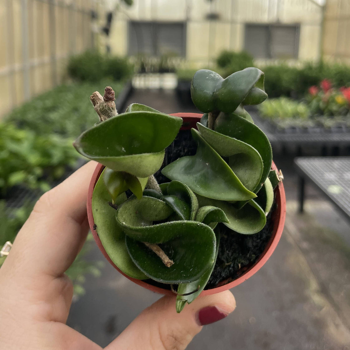 Hoya Compacta - Live Plant