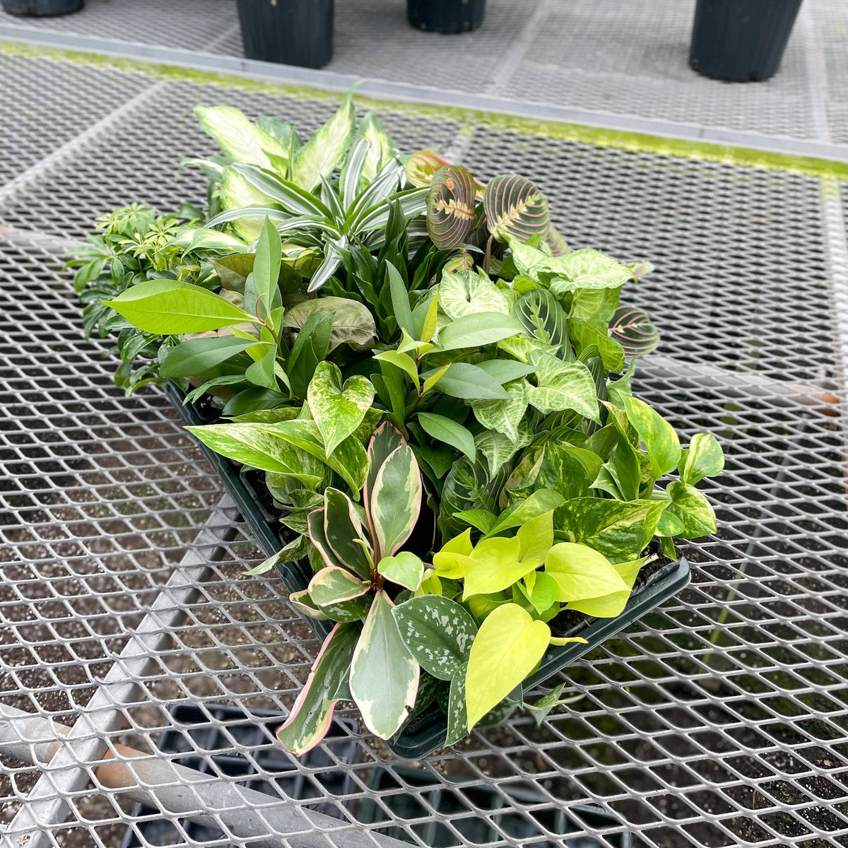 Premium 3" Live Plants - Grower's Choice Assortment