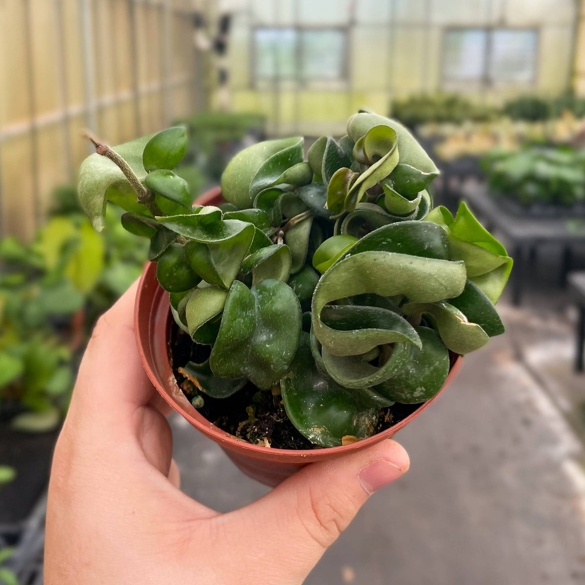 Hoya Compacta - Live Plant
