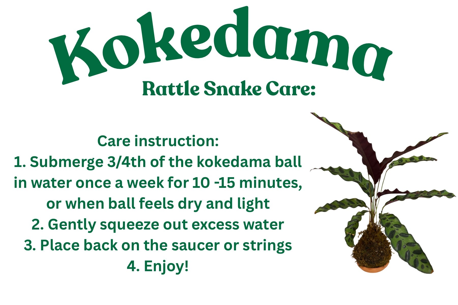 Rattlesnake Plant Kokedama