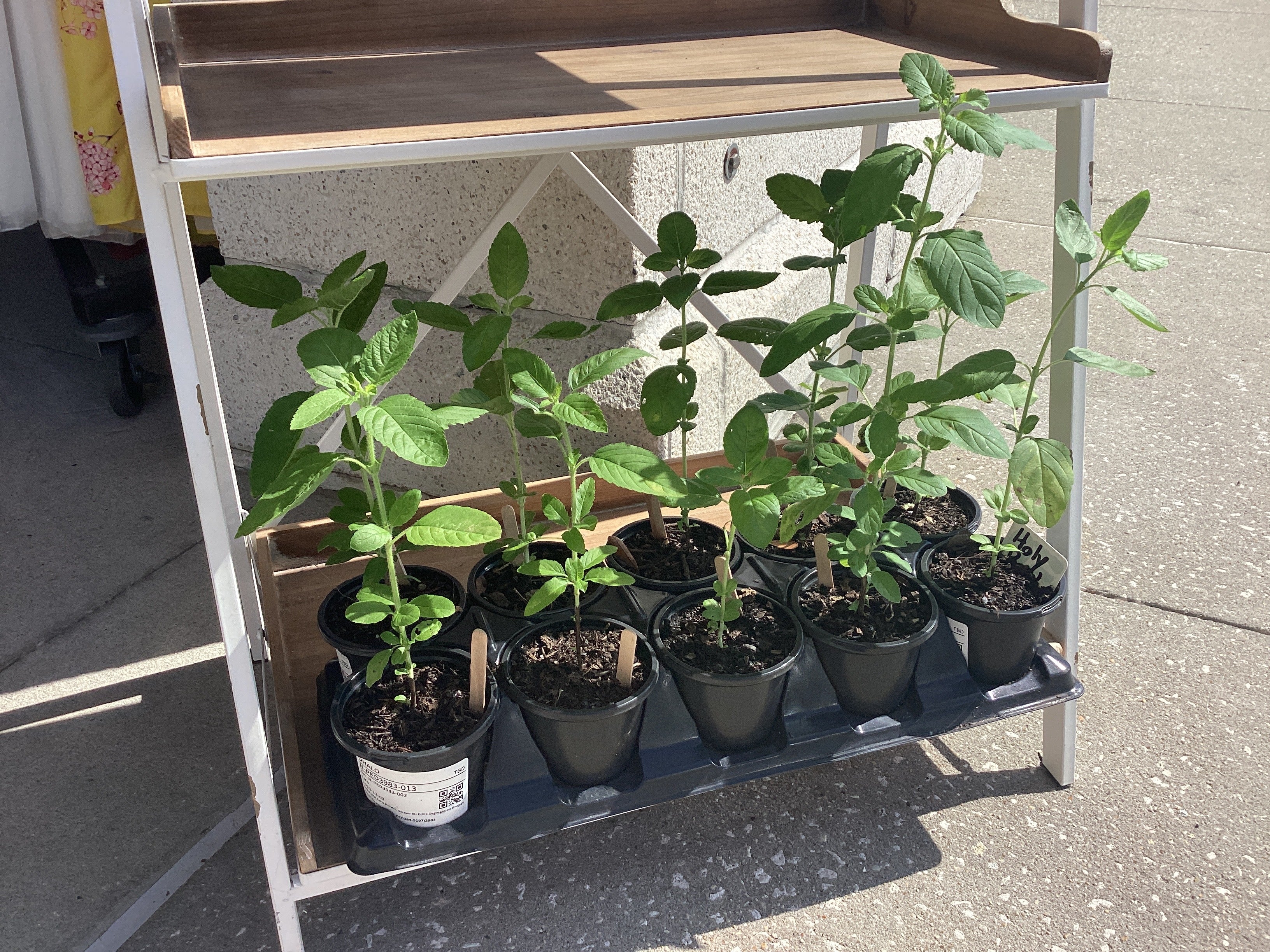 Organic Holy Basil- Large