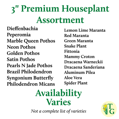 Grower's Choice Houseplant Assortment - 3" Live Plants