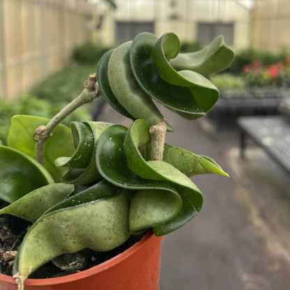 Hoya Compacta -  Live Plant