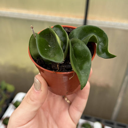 Hoya Compacta -  Live Plant