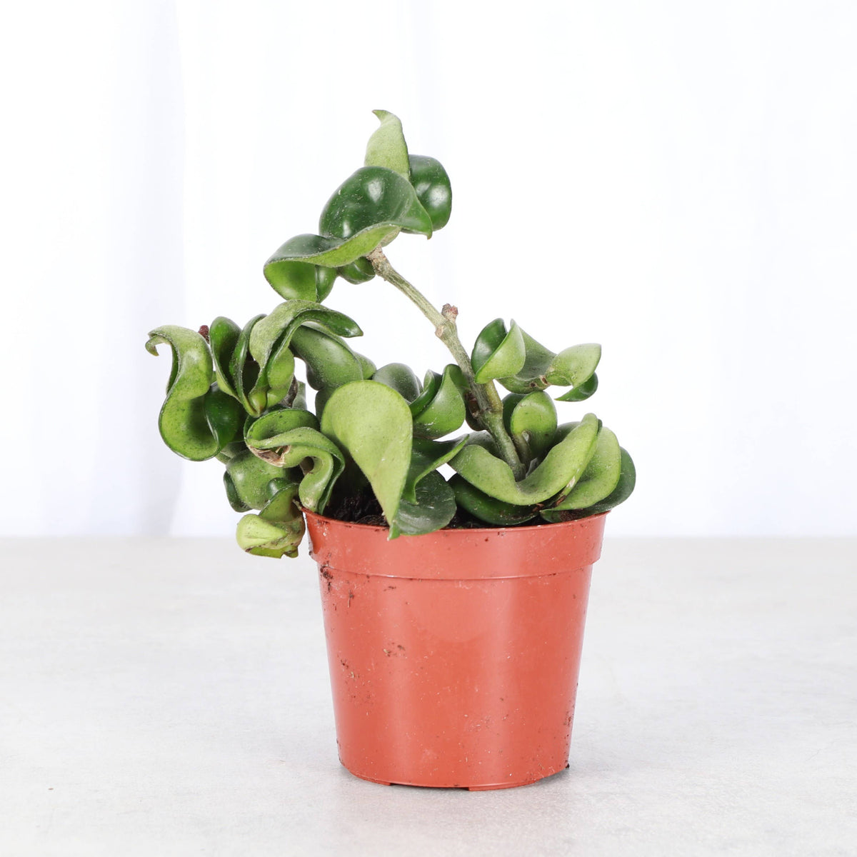 Hoya Compacta -  Live Plant