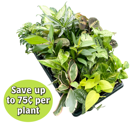 Premium 3" Live Plants - Grower's Choice Assortment