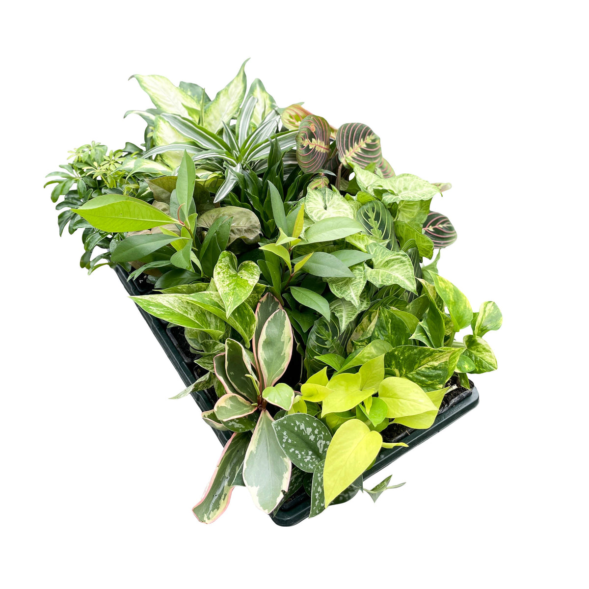 Premium 3" Live Plants - Grower's Choice Assortment