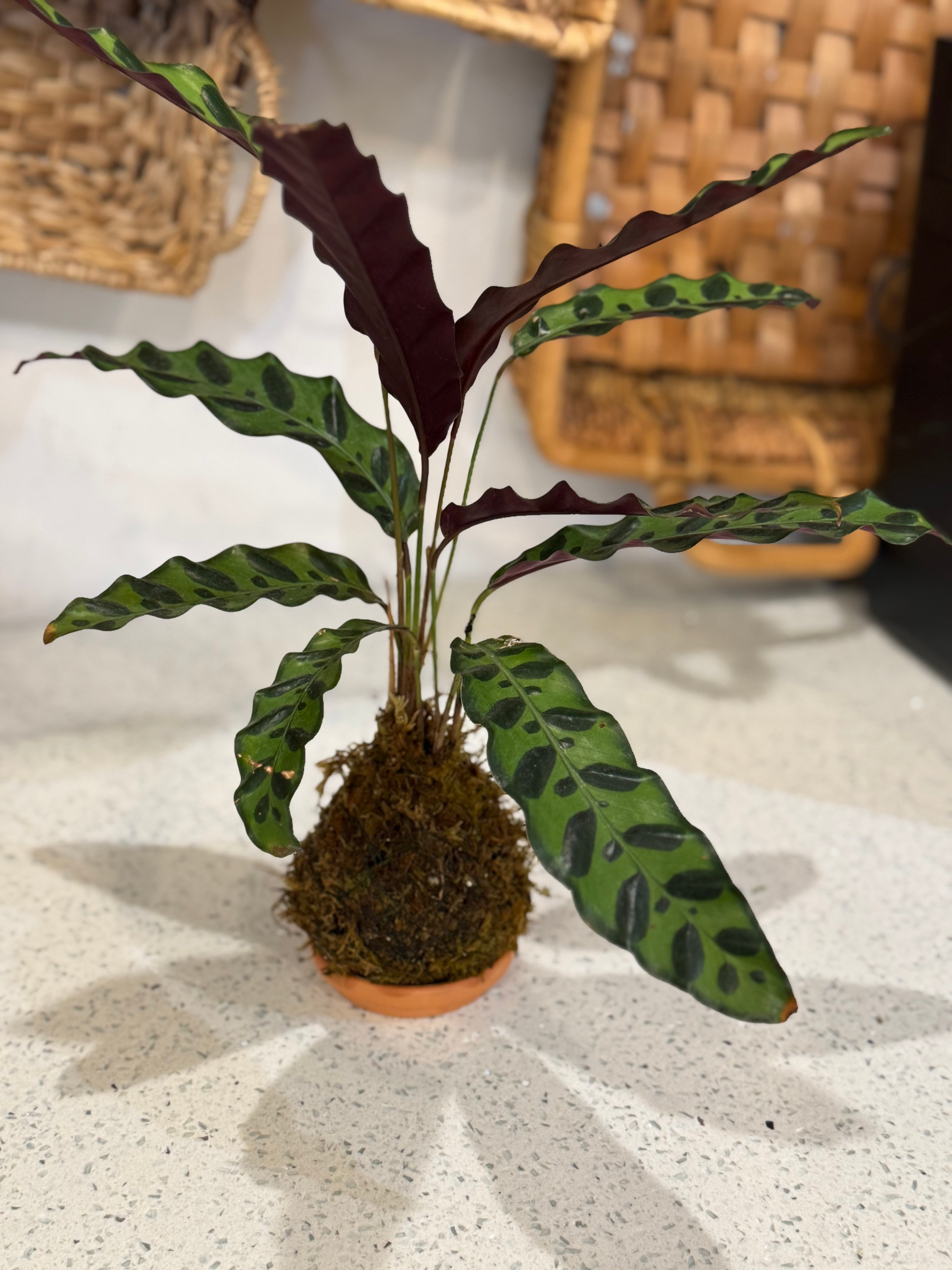 Rattlesnake Plant Kokedama
