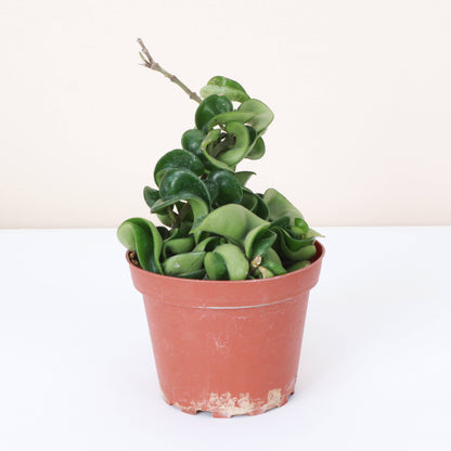 Hoya Compacta -  Live Plant