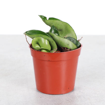 Hoya Compacta -  Live Plant
