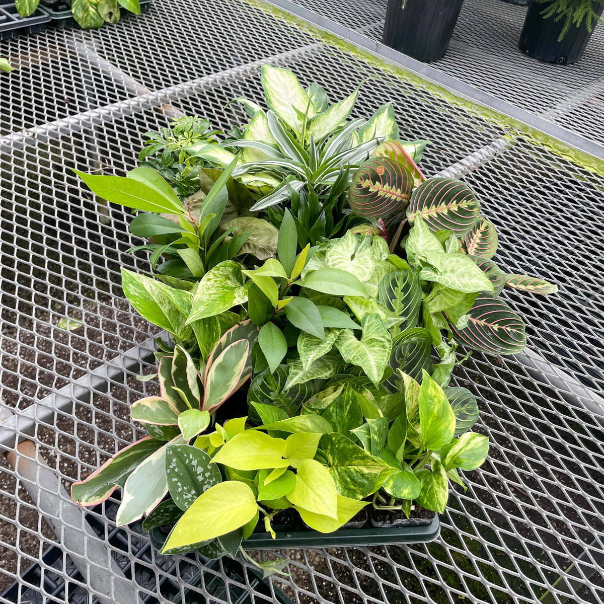 Premium 3" Live Plants - Grower's Choice Assortment