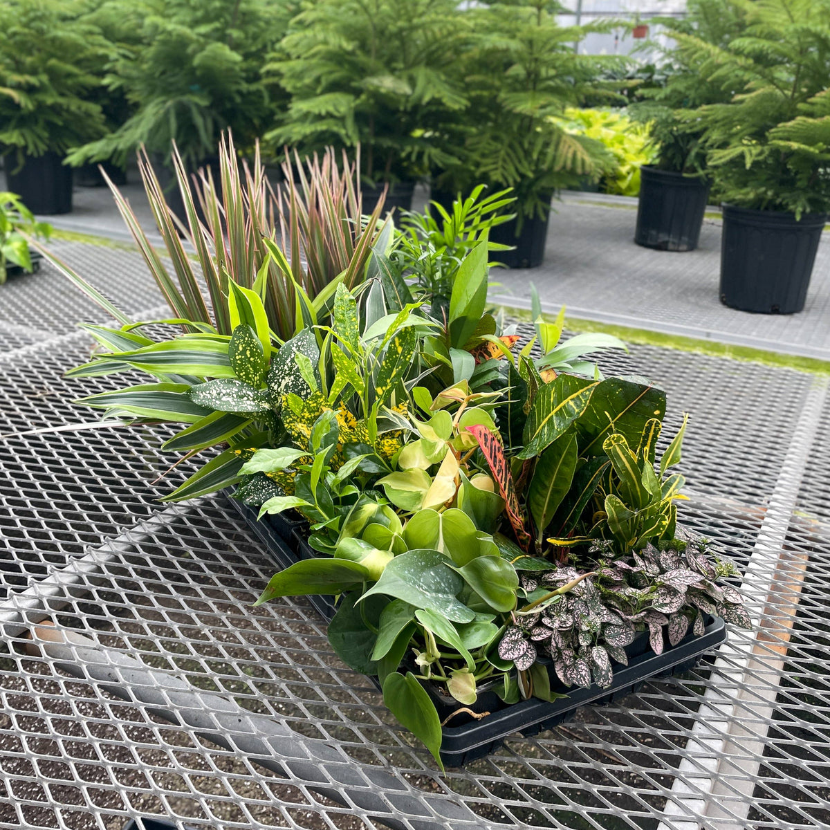 Grower's Choice Houseplant Assortment - 3" Live Plants