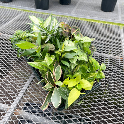 Premium 3" Live Plants - Grower's Choice Assortment