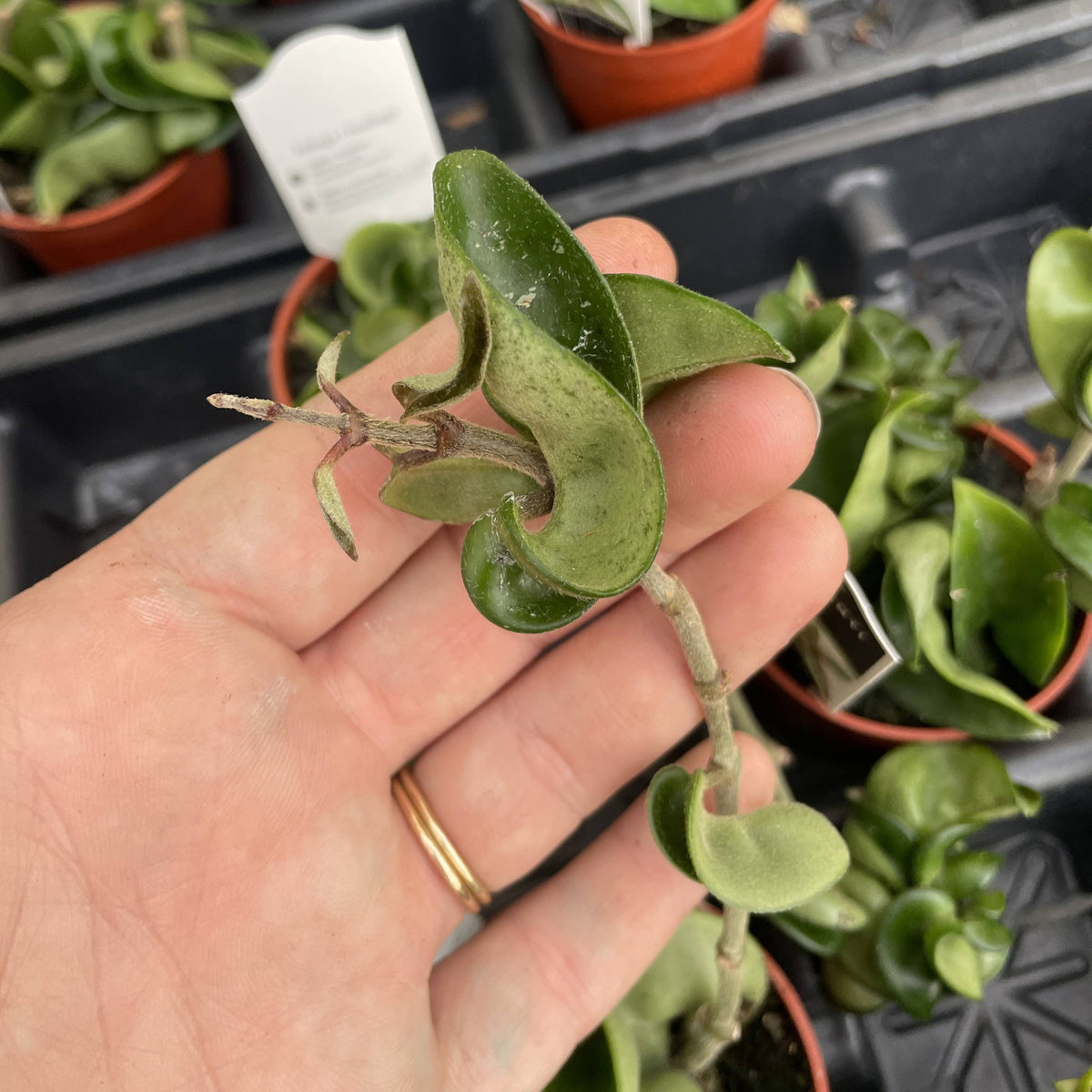 Hoya Compacta -  Live Plant